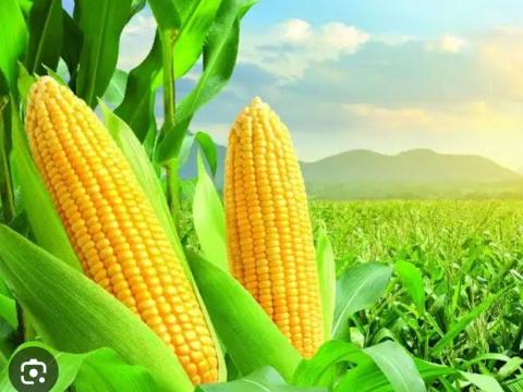 Profi agrárbrigád számlaképesen