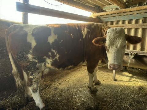 Magyartarka vemhes tehén eladó