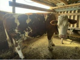 Magyartarka vemhes tehén eladó