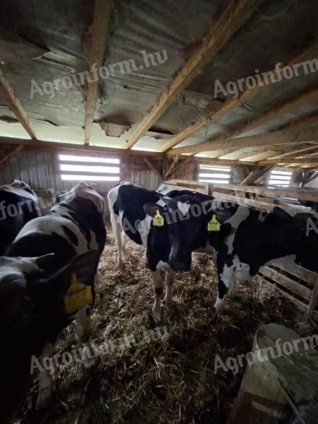 Holstein bika