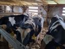 Holstein bika