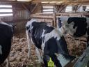 Holstein bika