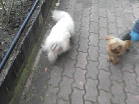 Eladók:Yorkshire terrier szuka 3 éves törzskönyvel,  csippel,  útlevéllel és egy kan Máltai selyem hiányzó aktákkal,  3 éves