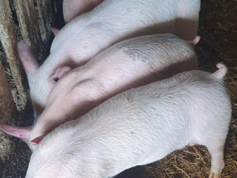 Eladó 5 db formás malac