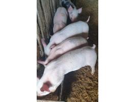 Eladó 5 db formás malac