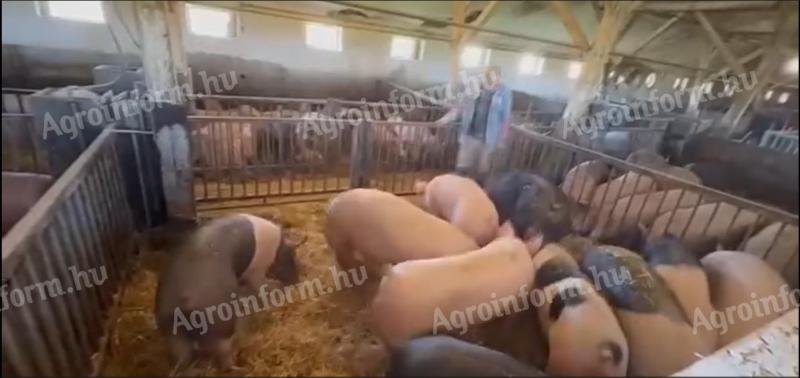 Húsjellegű hízósertések eladók Mélykútról (Bács-Kiskun vármegye), 130–170 kg között. Ár: 650 Ft/kg