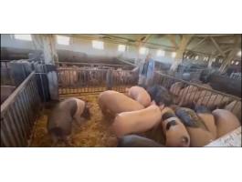 Húsjellegű hízósertések eladók Mélykútról (Bács-Kiskun vármegye), 130–170 kg között. Ár: 650 Ft/kg