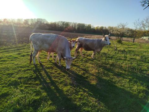 2db magyarszürke tehén és egy üsző