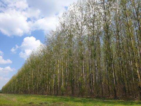 Eladó nemesnyár erdő Szajol ártéren