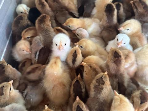 Eladó napos csirkék