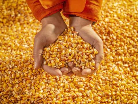 Kukorica vetőmag készlet kisöprés – Piaci ár alatt