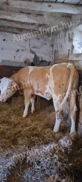 Szarvasmarha eladó