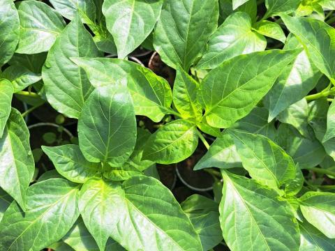 Paprikapalánta eladó