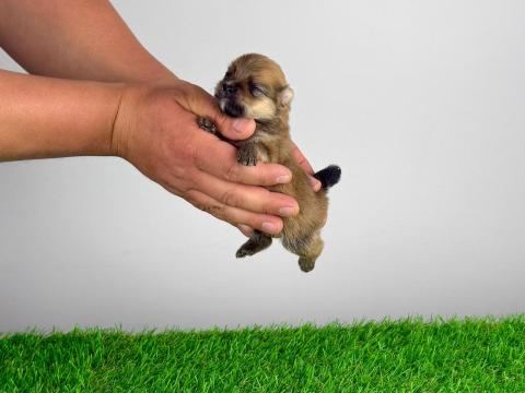 Törzskönyves Pomerániai törpespitz Pomi kiskutya