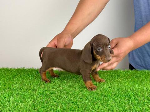 Törzskönyves Törpe tacskó kiskutya