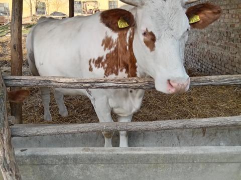 Tehén bikaborjúval eladó