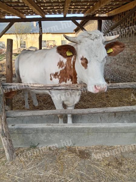 Tehén bikaborjúval eladó