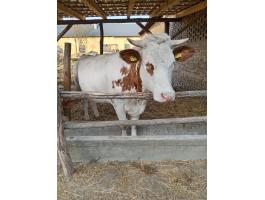 Tehén bikaborjúval eladó
