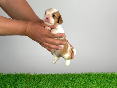 Törzskönyves Cavalier King Charles Spániel kiskutya