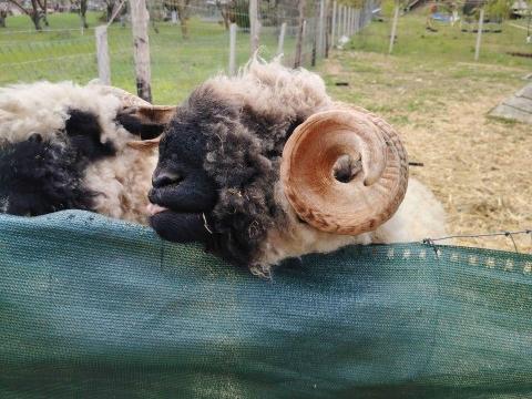 Költözne wallisi kis család