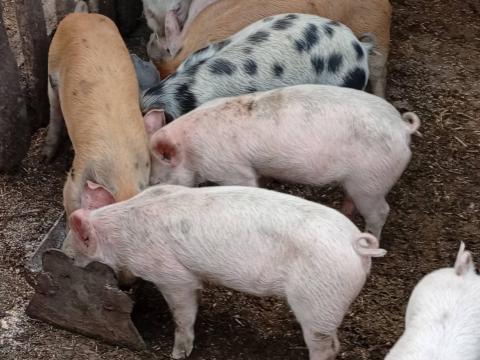 8 db választási malac