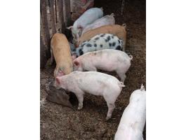 8 db választási malac