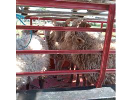Racka kos bárányok eladók