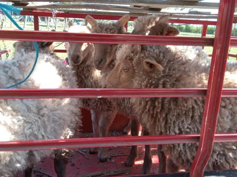 Racka kosbárányok eladók