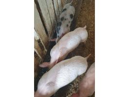 Eladó 5 db szép malac