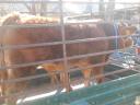Eladó Limousin bika borjú
