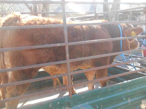 Eladó Limousin bika borjú