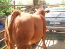 Eladó Limousin bika borjú