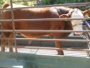 Eladó Limousin bika borjú