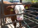 Eladó Limousin bika borjú