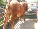 Eladó Limousin bika borjú