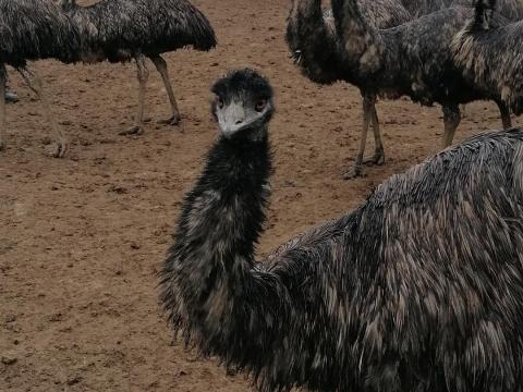Emu tojópár állomány