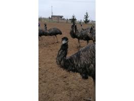 Emu tojópár állomány