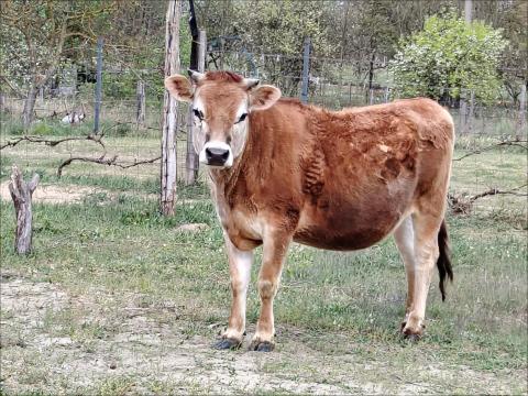 Jersey, szűz üsző