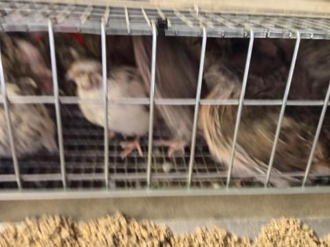 Fűrj tojók és kakasok