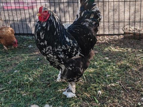 Óriás Brahma kakas