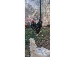 Óriás Brahma kakas