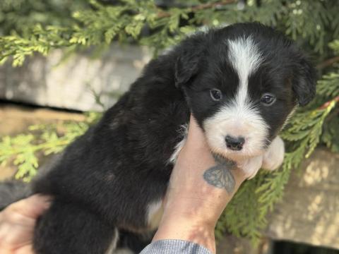 Border collie kiskutyák egészségügyi garanciával