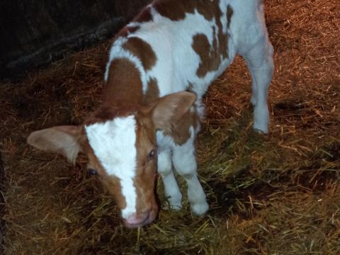 Hetes magyartarka üszőborjú eladó