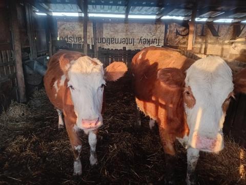 2 db magyar tarka üsző eladó, csere is érdekel