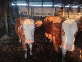 2 db magyar tarka üsző eladó, csere is érdekel