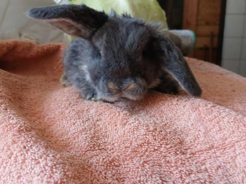 Kossoru logó fülű törpe nyuszi