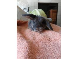 Kossoru logó fülű törpe nyuszi