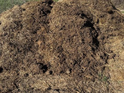 Eladó szarvasmarha trágya