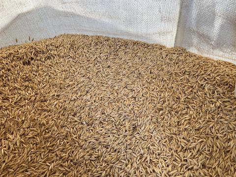 Zab 2025-ös termés big bag zsákban