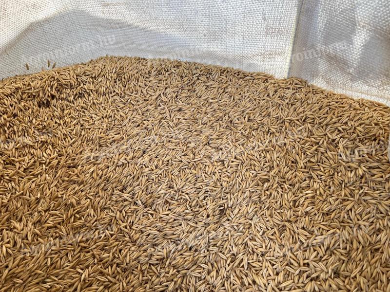 Zab 2025-ös termés big bag zsákban